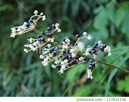 Flower and fruit of Yabu Miuga 117632136
