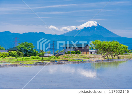 [Yamanashi Prefecture] Mt. Fuji seen over rice fields during rice planting season 117632146