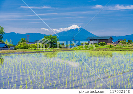 [Yamanashi Prefecture] Mt. Fuji seen over rice fields during rice planting season 117632148