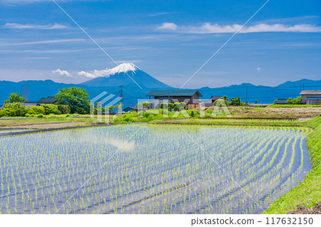 [Yamanashi Prefecture] Mt. Fuji seen over rice fields during rice planting season 117632150