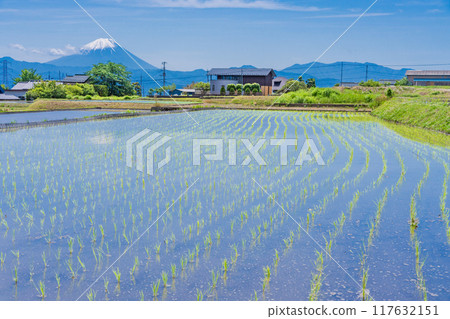 [Yamanashi Prefecture] Mt. Fuji seen over rice fields during rice planting season 117632151