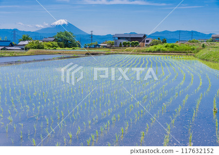 [山梨縣] 插秧季節稻田上空的富士山 117632152