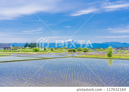 [Yamanashi Prefecture] Mt. Fuji seen over rice fields during rice planting season 117632160