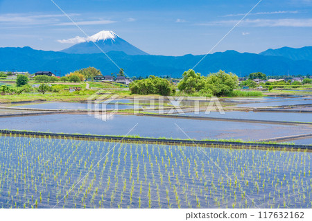 [山梨縣] 插秧季節稻田上空的富士山 117632162
