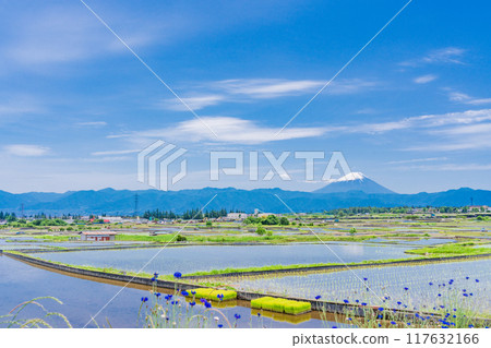 [山梨縣] 插秧季節稻田上空的富士山 117632166