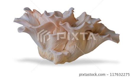 Isolated oyster mushroom cut out on white background. 117632275