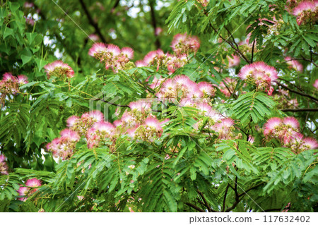 Silk tree blooming in the forest Silk tree blooming in the forest 117632402