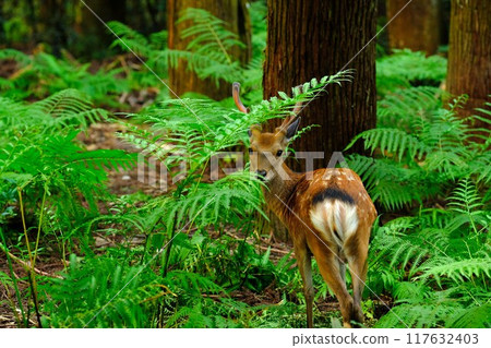 Stag in Nara Park　 117632403