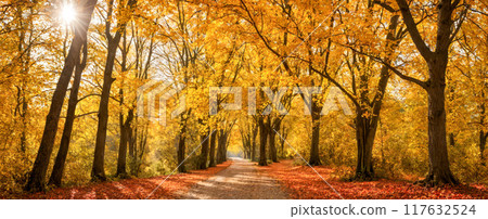 Autumn. Scenic view of an autumnal forest path strewn with colorful fallen leaves, golden sunlight filtering through trees, peaceful natural setting during fall season, picturesque woodland walkway Autumn. Scenic view of an autumnal forest path strewn with colorful fallen leaves, golden sunlight filtering through trees, peaceful natural setting during fall season, picturesque woodland walkway 117632524