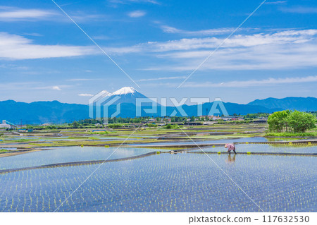 [Yamanashi Prefecture] A woman working in a rice paddy after rice planting and Mount Fuji 117632530