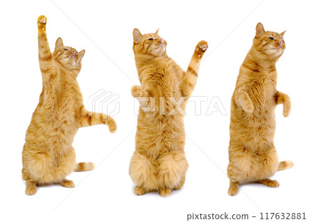 Three dancing cats Three dancing cats 117632881