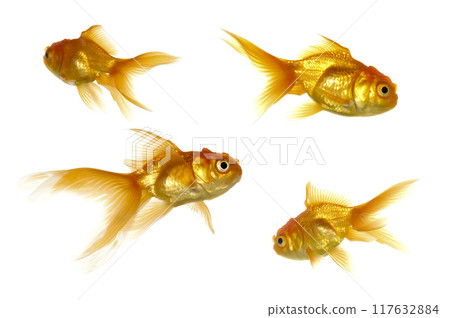 Four goldfish swimming. Taken on a clean white background Four goldfish swimming. Taken on a clean white background 117632884