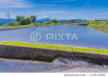 [Yamanashi Prefecture] Mount Fuji seen over rice fields ready for planting 117632890