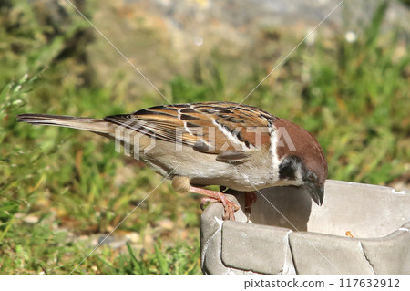 Sparrow feeding ground Sparrow feeding ground 117632912