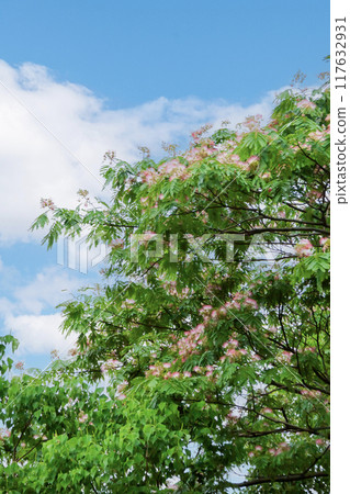 Silk tree, blue sky and white clouds 117632931