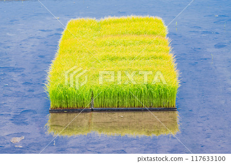 Rice seedlings placed in a flooded rice field Rice seedlings placed in a flooded rice field 117633100