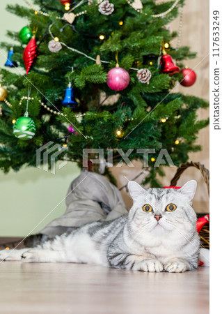 A domestic cat lies under the base of an artificial Christmas tree and a basket of gifts for the family A domestic cat lies under the base of an artificial Christmas tree and a basket of gifts for the family 117633249
