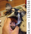 Biting Chihuahua 117633288
