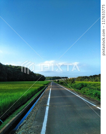 稻田 稻田 117633775