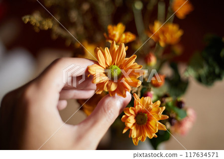 Close up Orange chrysanthemum flowers 117634571