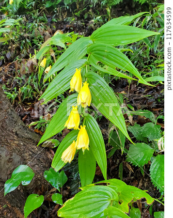 The Yellow-streaked Cuckoo on Mount Rokko 117634599