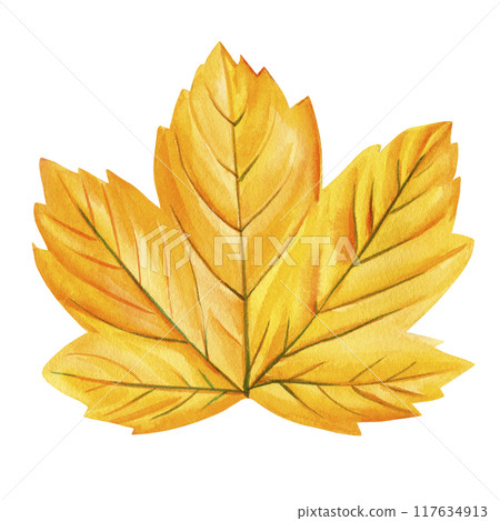 Yellow maple leaf isolated, autumn leaf on isolated white background, watercolor illustration fall hand drawing 117634913