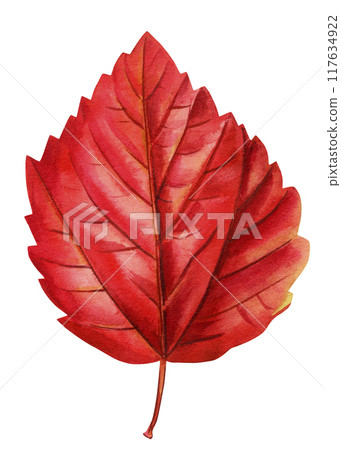 leaf isolated, autumn Leaves set of elements on isolated white background, watercolor illustration, fall hand drawing 117634922