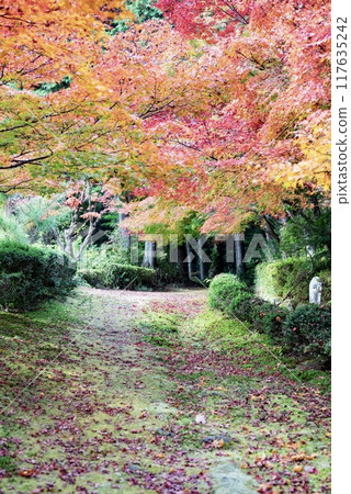 Autumn leaves of Myoshuji Temple Autumn leaves of Myoshuji Temple 117635242