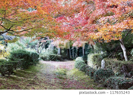 Autumn Leaves Road Autumn Leaves Road 117635243