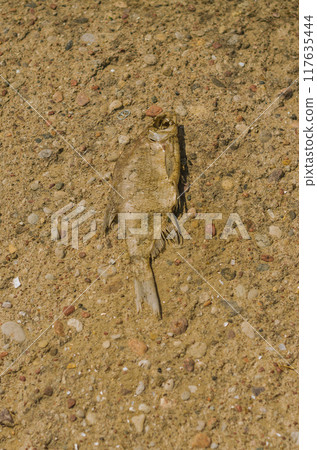 Dead fish on the sand of Baltic Sea . High quality photo 117635444