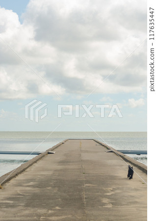 wooden pier with a little black dog and sea background . High quality photo 117635447