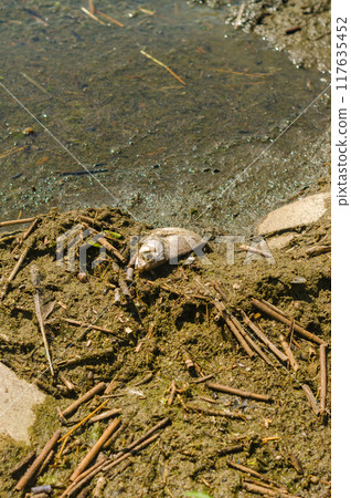 dead fish lying on the dirty shore of Baltic Sea . High quality photo 117635452