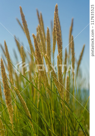 sedge stalks on the beach. High quality photo 117635525