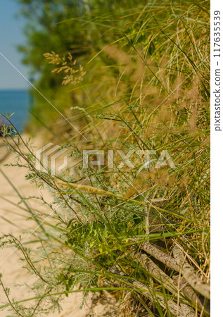 Grassy dunes. Sand dune. Shore of lake. Beauty in nature. High quality photo Grassy dunes. Sand dune. Shore of lake. Beauty in nature. High quality photo 117635539