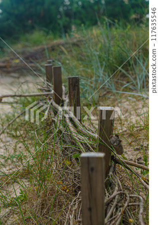 Here is a sandy beach dune, with a wooden fence along to grass. High quality photo Here is a sandy beach dune, with a wooden fence along to grass. High quality photo 117635546