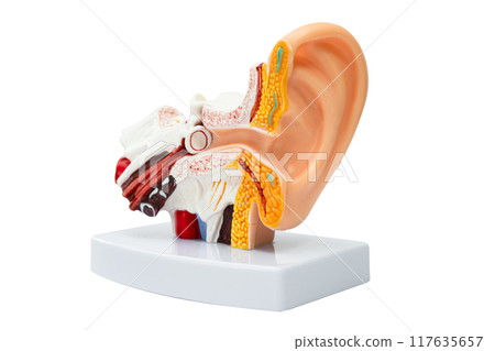 Ear human model isolated on white background with clipping path to learn and treat hearing loss in patient. Ear human model isolated on white background with clipping path to learn and treat hearing loss in patient. 117635657