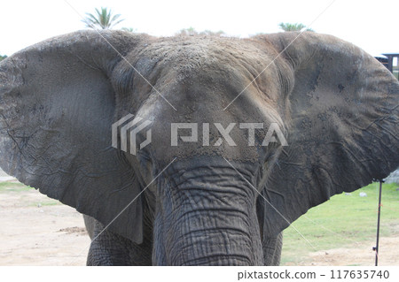 Elephant's big ears Elephant's big ears 117635740