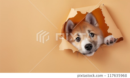 The cute Akita Inu puppy peeks through the hole in the paper wall The cute Akita Inu puppy peeks through the hole in the paper wall 117635968