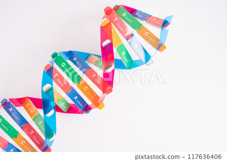 DNA or Deoxyribonucleic acid is a double helix chains structure formed by base pairs attached to a sugar phosphate backbone. 117636406