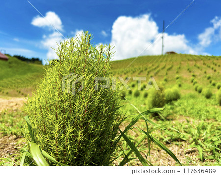 藍天和Kokia 117636489