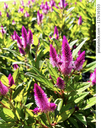 充滿活力的Kateou 117636503