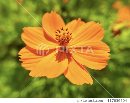 生動的黃色波斯菊宇宙 生動的黃色波斯菊宇宙 117636504