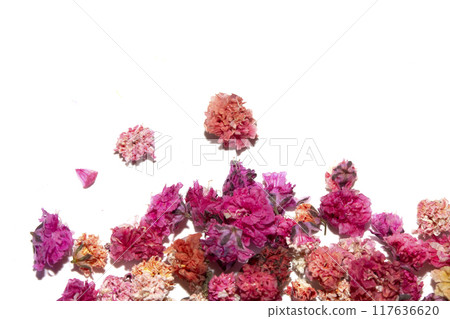 Pretty Floral Small Flowers Babies Breath On White Background for Weddings or Design 117636620