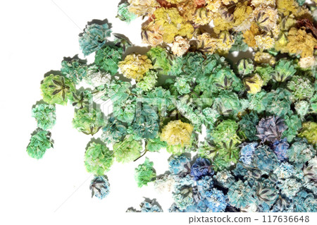 Pretty Floral Small Flowers Babies Breath On White Background for Weddings or Design 117636648