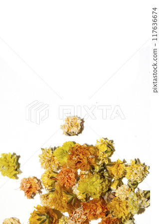 Pretty Floral Small Flowers Babies Breath On White Background for Weddings or Design 117636674
