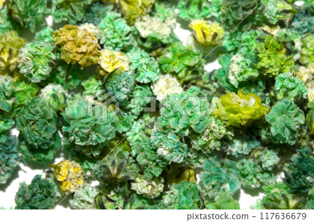 Pretty Floral Small Flowers Babies Breath On White Background for Weddings or Design 117636679