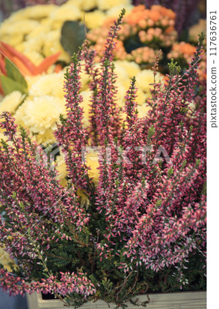 Blooming heathers in garden or park. Seasonal flowers 117636761