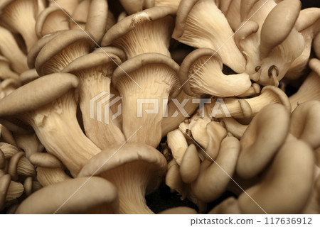 Pleurotus ostreatus. Edible mushrooms in close-up. 117636912