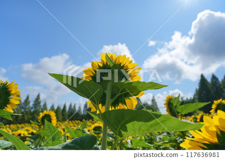 面向太陽的向日葵 117636981