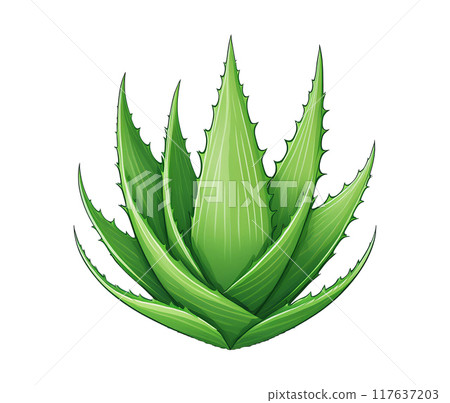 Illustration of aloe vera isolated on white background 117637203